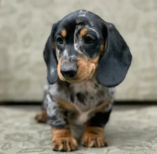 Dachshund ideal para viver grandes momentos
