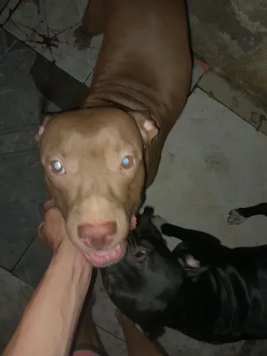 Pitbull legítimo 1 mês e 15 dias