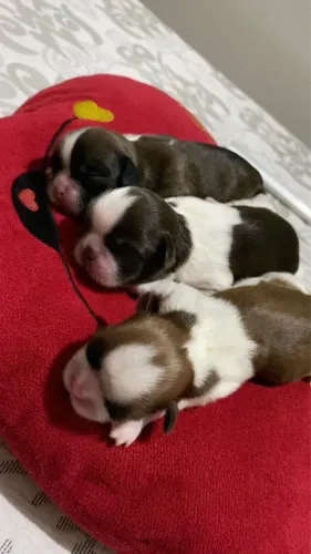 VENDO FILHOTES DE SHIH TZU