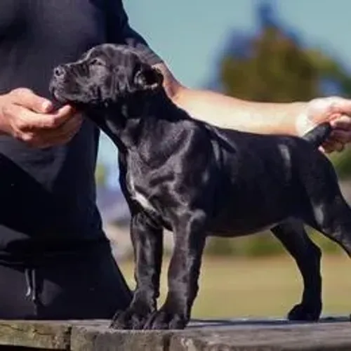 Cane Corso,Cane Corso Filhote Vacinado e Vermifugado