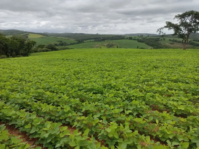 Sítio 20 Alqueires, Sendo 15 Alqueires em Plantio Restante App, Reserva e Água Terra Mista