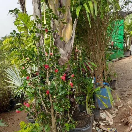 CÁMELIA FLORIDA