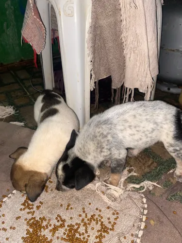 Filhotes de cachorro 