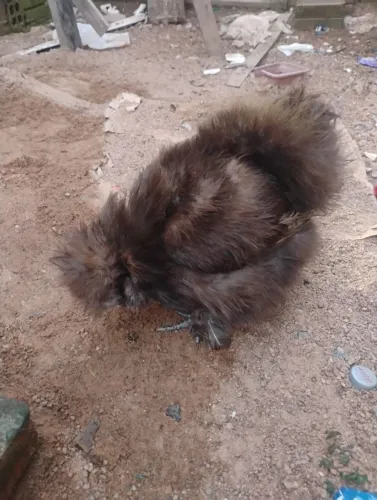 Galinha sedosa do Japão 