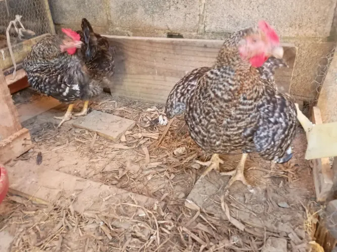GALINHA CARIJÓ POSTURA/CORTE 7 MESES