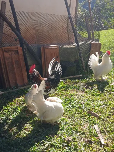 Casal galinha belgian 400 reais 
