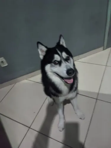 Husky siberiano 
