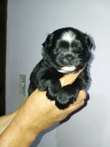 Filhote de chihuahua macho miniatura