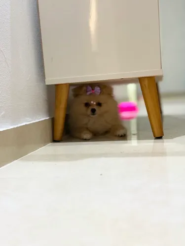 Lulu dá Pomerânia 