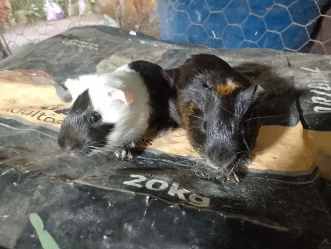 Casal de porquinhos da índia