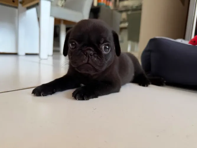 ? PUG PRETO ? LINDO E RARO! ? Macho