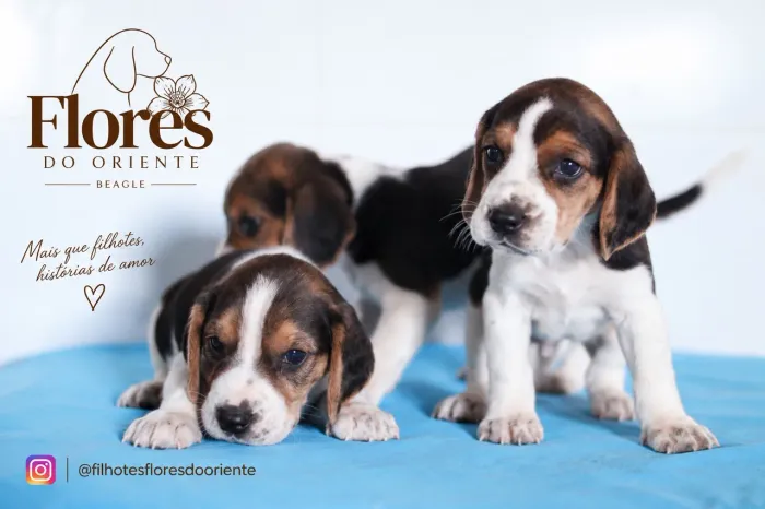 Insta gram @filhotesfloresdooriente beagle casal disponível