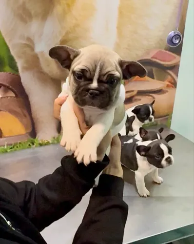Buldogue francês filhotes