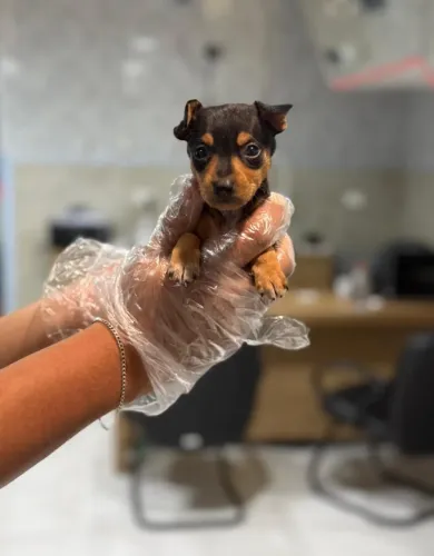 Pinscher - Vacina V10 Importada: Saúde e Proteção em Primeiro Lugar
