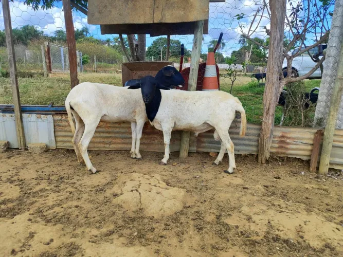 Carneiro Dorpe Casal (Puro)