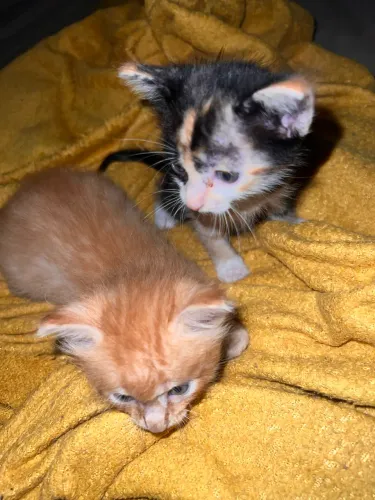 Gatos para adoção