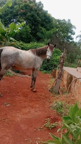 Égua meio sangue quarto de milha