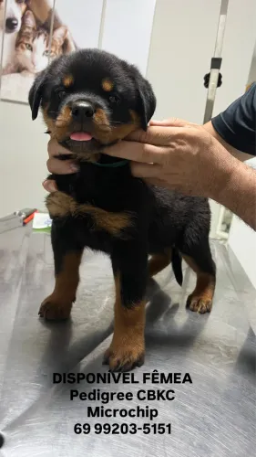 Rottweiler 