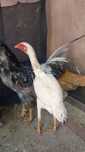 Galinha