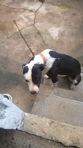 Pitbull para doação