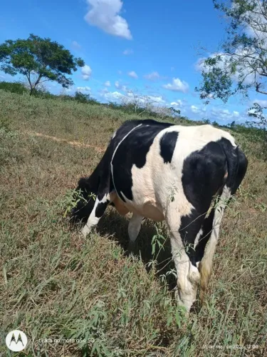 Vende novilha
