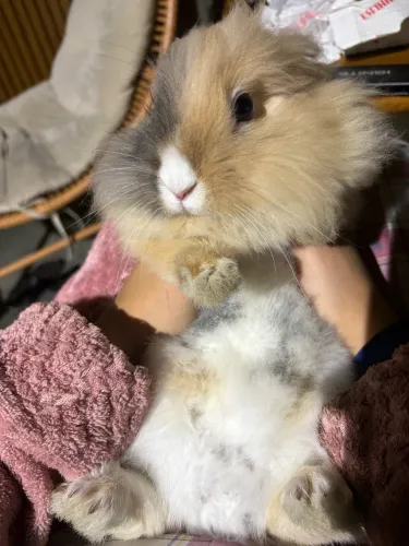 Mini Coelho Lion Head