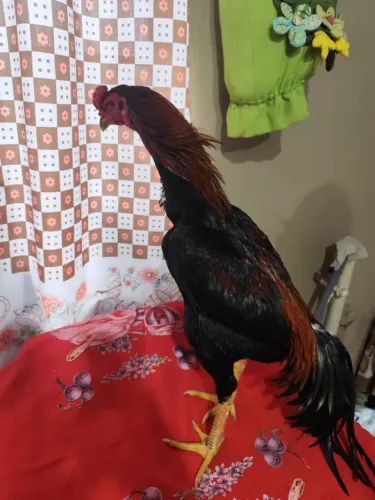 Lindo Frango Índio