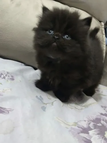Gatinho raça persa 
