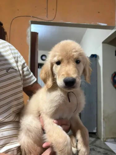 Filhot Golden Retriever 