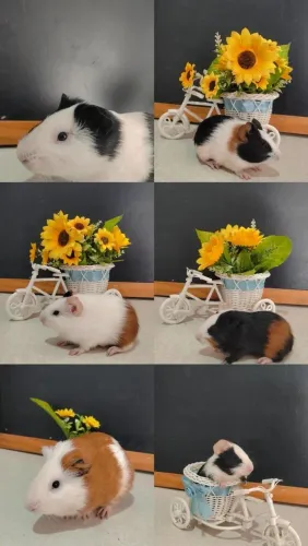 Porquinhos da Índia
