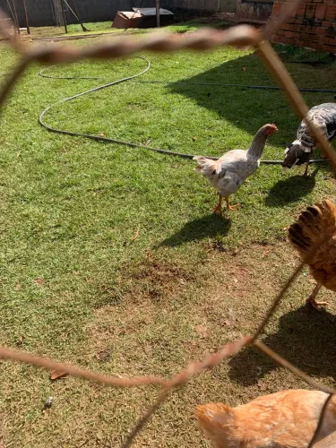 Galinha caipira