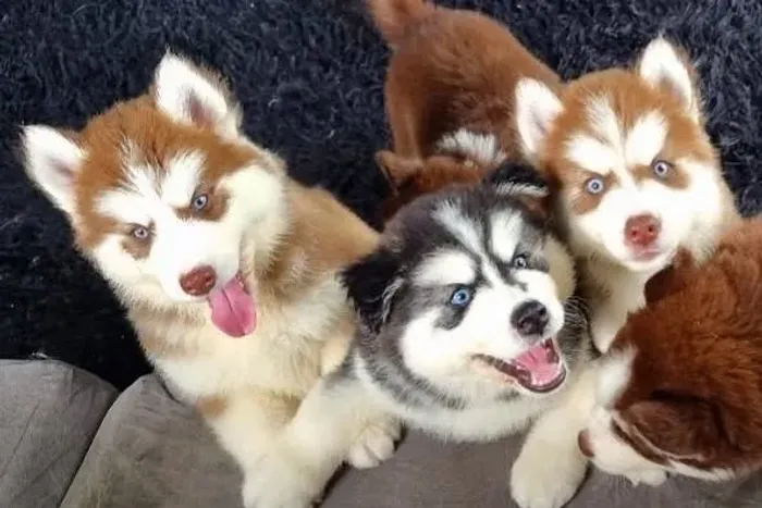 Doa-se filhote de husky siberiano (ENTRAR EM CONTATO PELO WHATSAPP *)