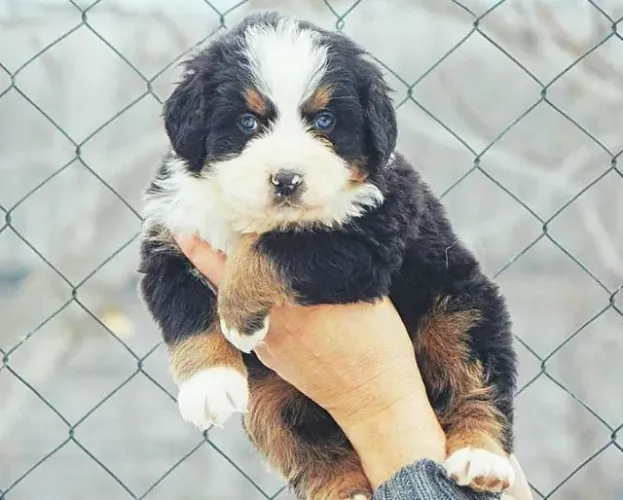 Bernese Mountain Dog,Bernese Mountain Dog Filhote Pronto Para Novo Lar
