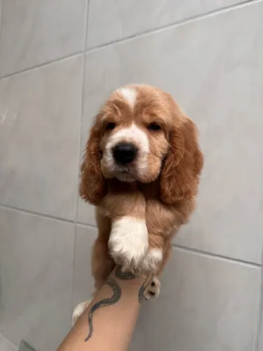 cocker spaniel inglês