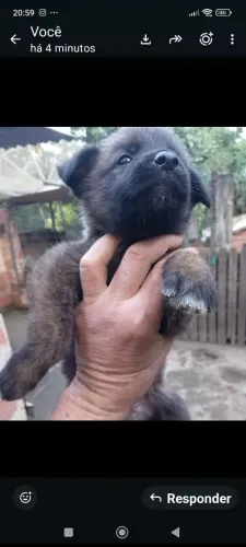 VENDO FILHOTES DE PASTOR CARA PRETA HOLANDÊS