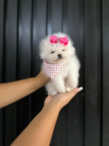 Spitz Alemão ( Lulu da Pomerania ) 1900 Inicial Macho Disponível