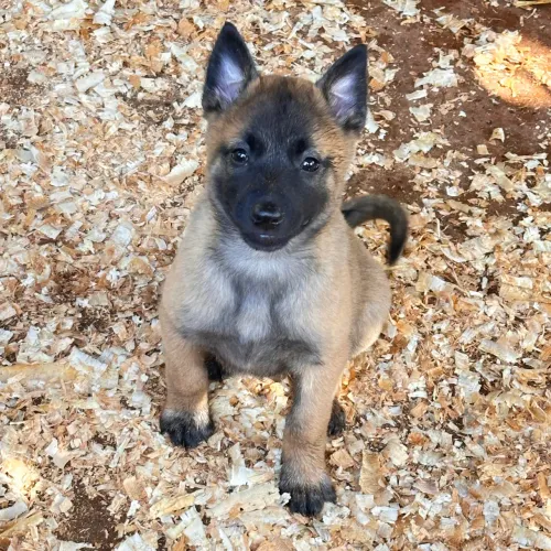 Pastor belga Malinois