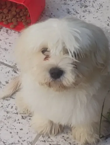 Shitzu maltês macho raça
