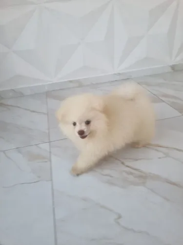Cachorro / spitz alemao