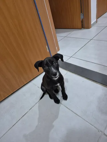 Cachorra fêmea para adoção