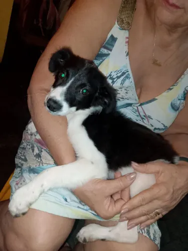 Um cachorro dócil abandonaram ele na minha porta estou doando para quem cuida egosta