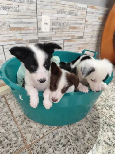 Border Collie fêmeas e machos