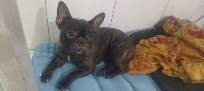 Buldogue