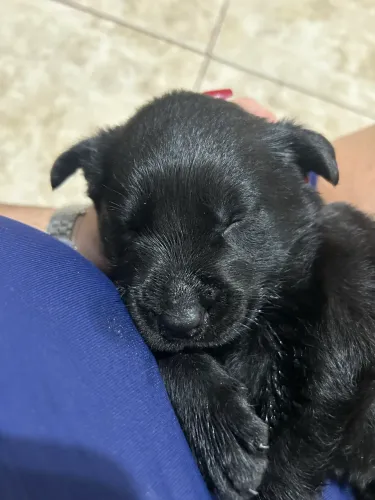 filhote de labradores raça pura marrom e preto 