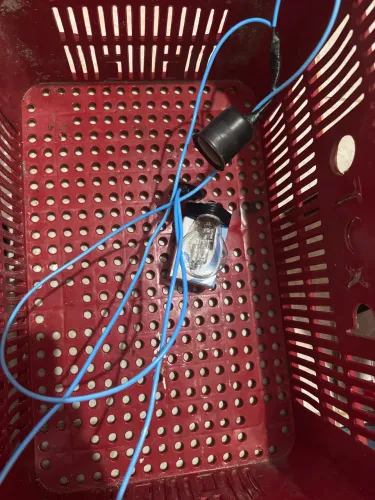 Kit pinteiro lâmpada fios e caixa