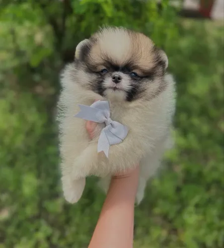 Spitz Alemão Anão Ursos Vacinados Com Garantia E Pedigree