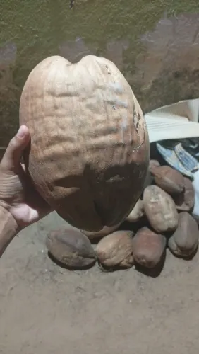 Coco verde e seco 