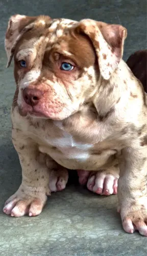 FILHOTE MACHO PIT MONSTER (BRAZILIAN BULL)
