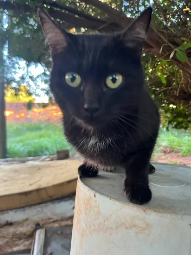 Gatinha castrada 4 meses linda