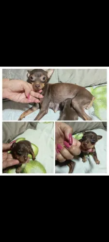 Pinscher miniatura 
